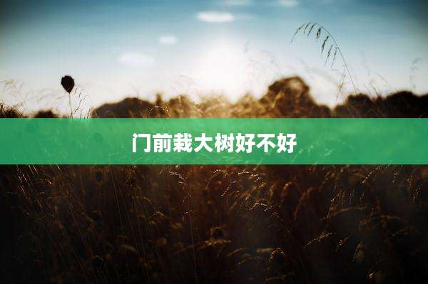 门前栽大树好不好