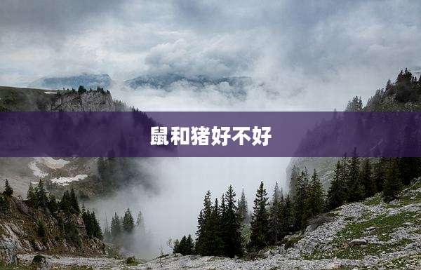 鼠和猪好不好
