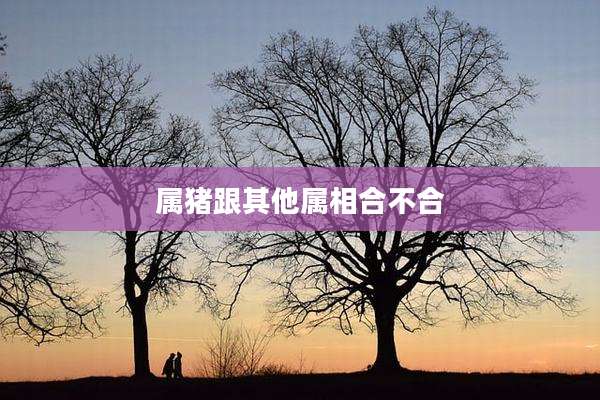 属猪跟其他属相合不合