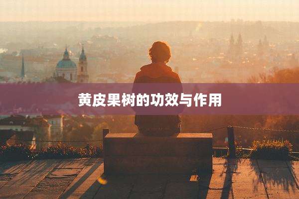 黄皮果树的功效与作用