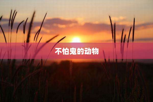 不怕鬼的动物
