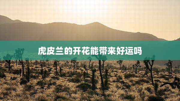虎皮兰的开花能带来好运吗