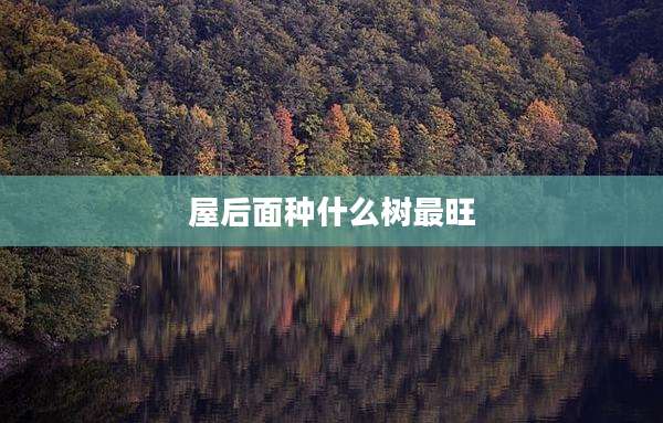 屋后面种什么树最旺
