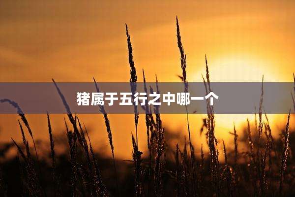 猪属于五行之中哪一个