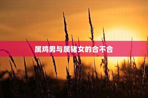 属鸡男与属猪女的合不合