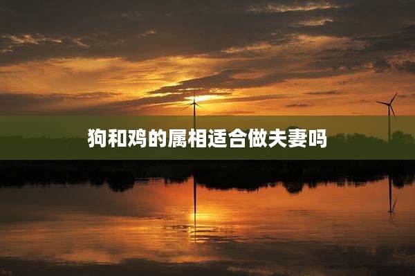 狗和鸡的属相适合做夫妻吗