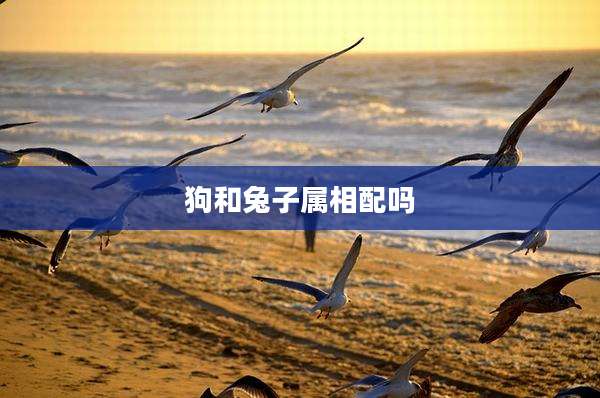 狗和兔子属相配吗