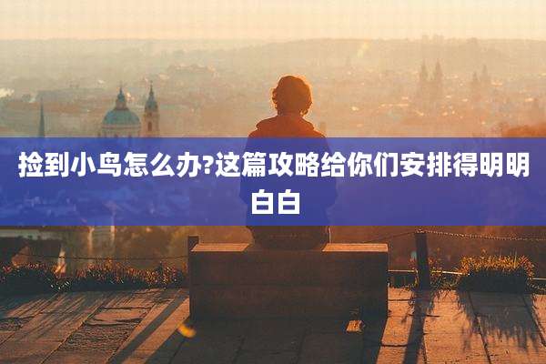 捡到小鸟怎么办?这篇攻略给你们安排得明明白白