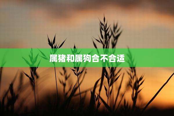 属猪和属狗合不合适