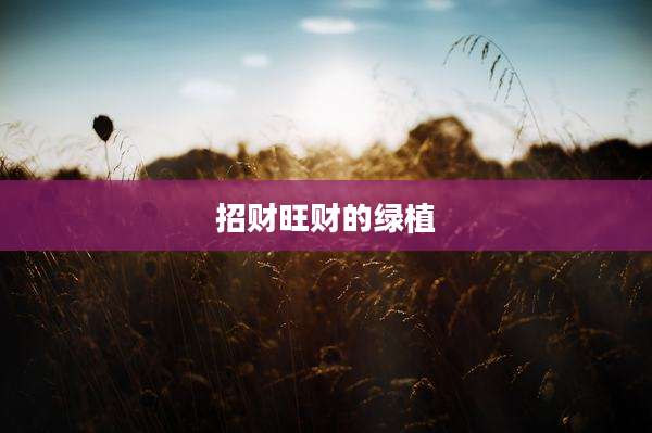 招财旺财的绿植