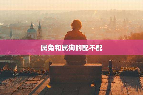 属兔和属狗的配不配
