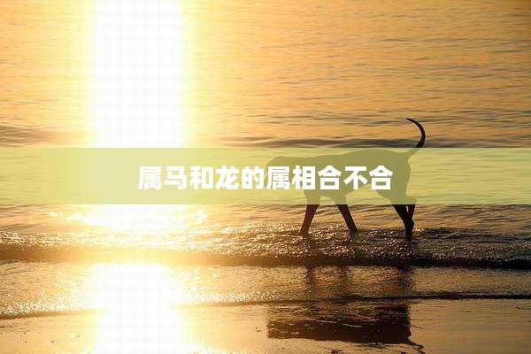 属马和龙的属相合不合
