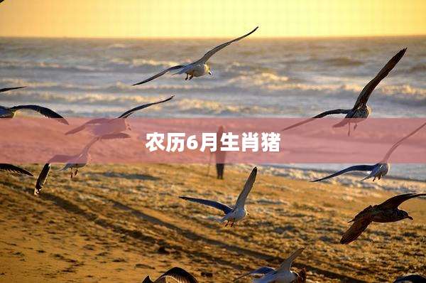 农历6月生肖猪