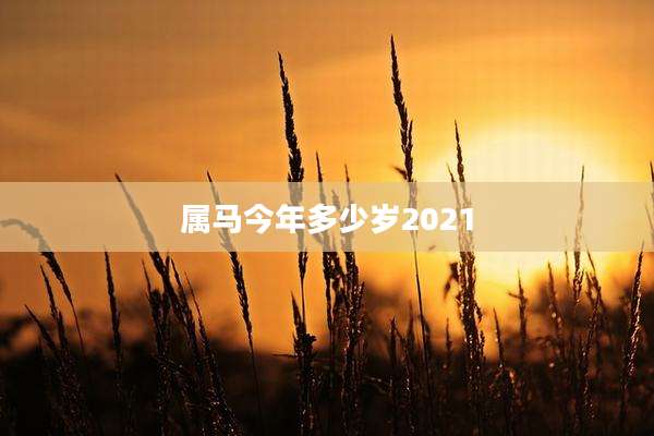 属马今年多少岁2021