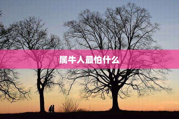 属牛人最怕什么