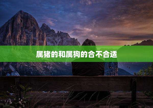 属猪的和属狗的合不合适