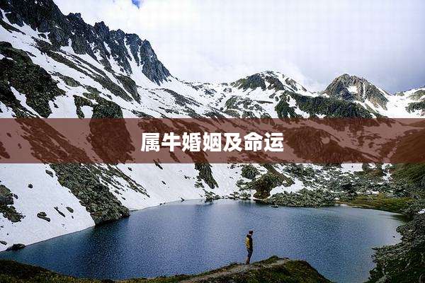 属牛婚姻及命运