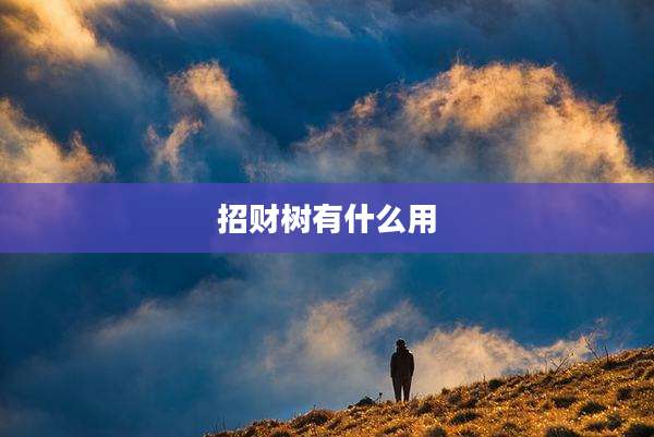 招财树有什么用
